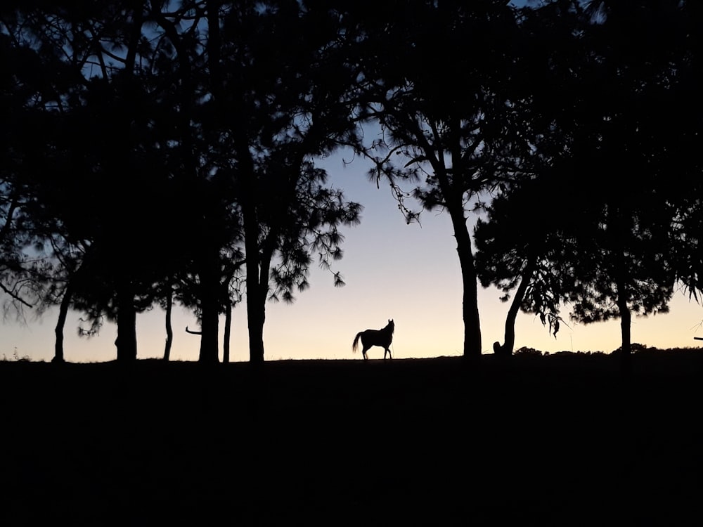 animal between trees at night