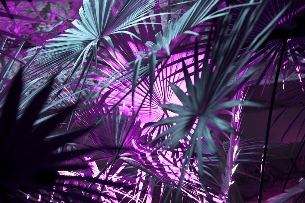 Fotografia macro della pianta di palma verde