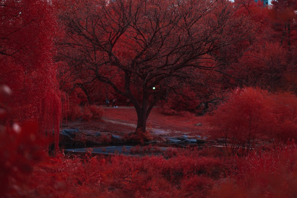 albero a foglia rossa