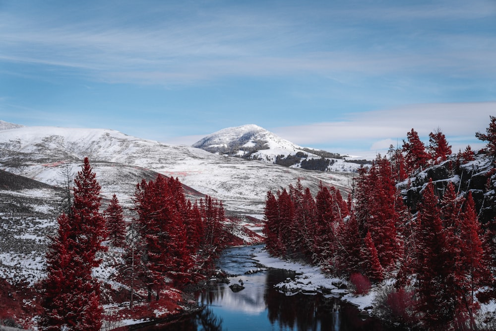 body of water between trees