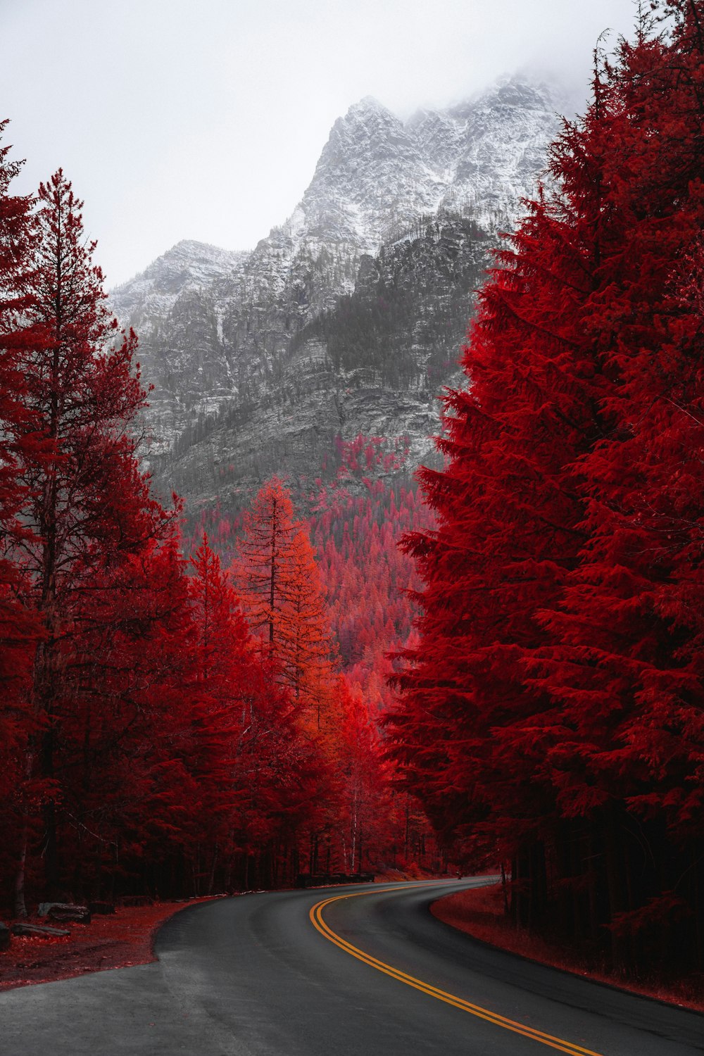 route à côté d’arbres rouges