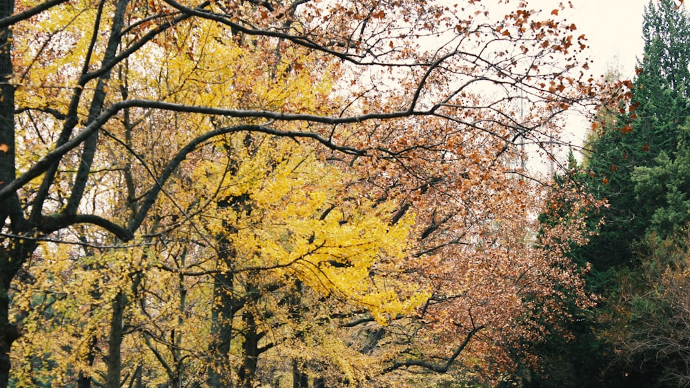 brown and green trees during daytime