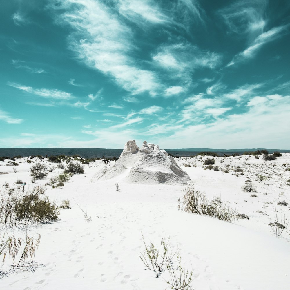 sand and plant island during day