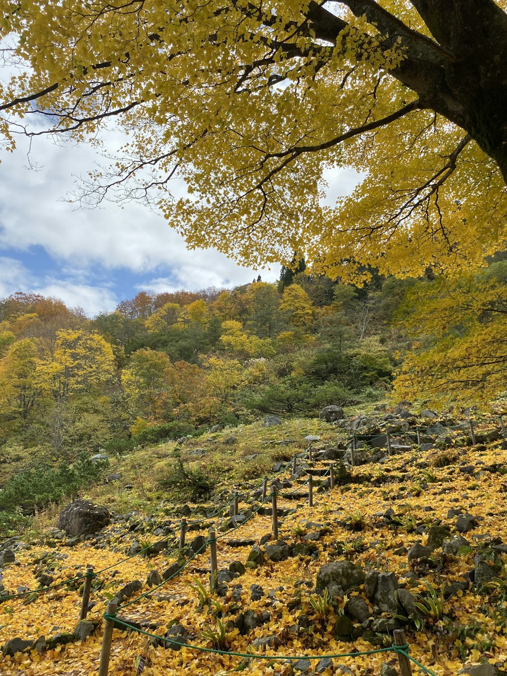 yellow and green trees on hill under cloudy sky