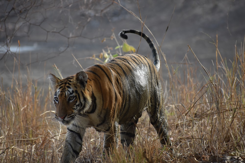 tiger walking on field