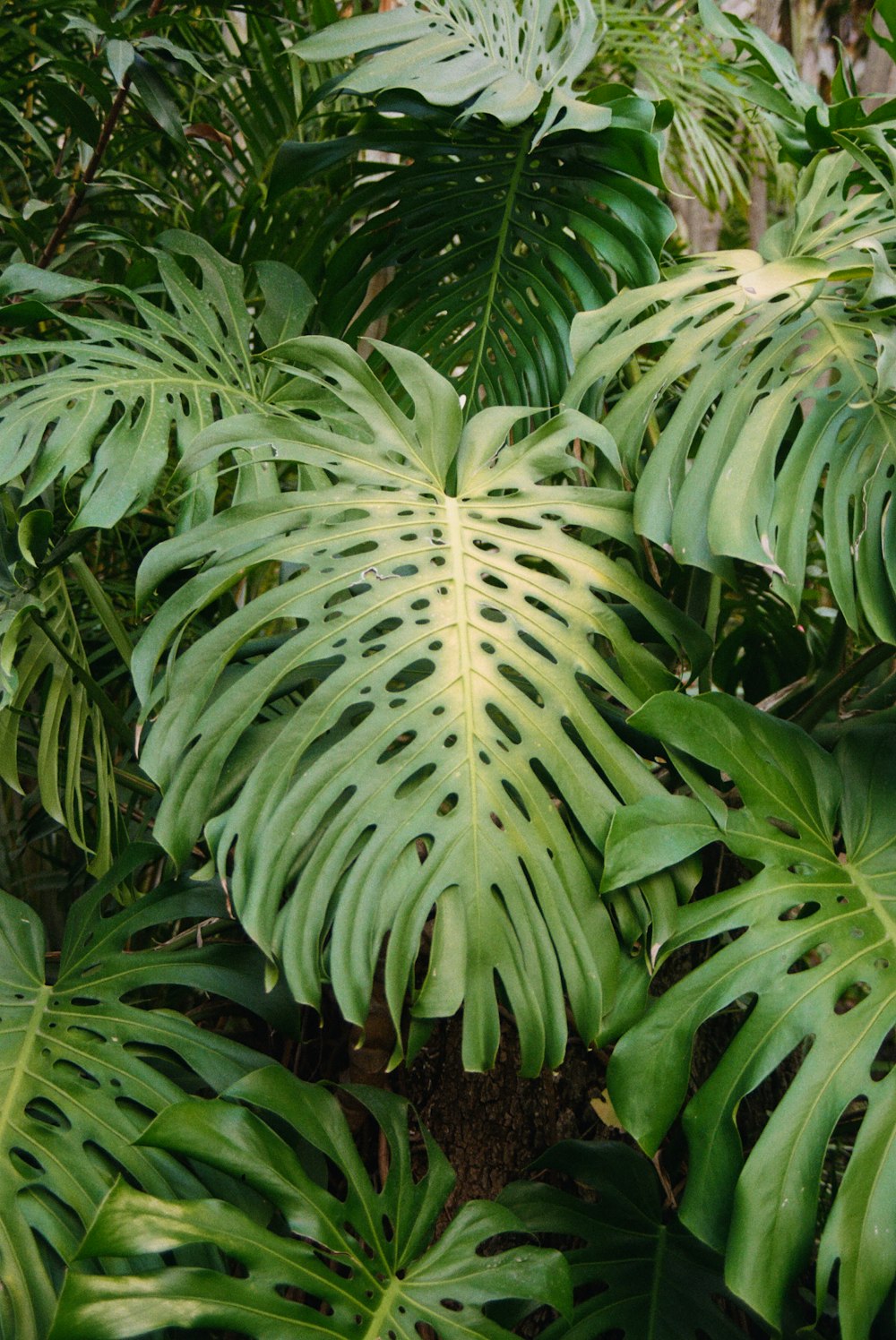 green-leafed plant