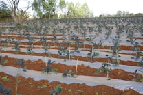 A neatly arranged agricultural field features rows of young plants growing in red-brown soil. The plants are spaced evenly with plastic mulch covering the rows to retain moisture and prevent weed growth. Tall trees and sparse vegetation are visible in the background under a clear sky.