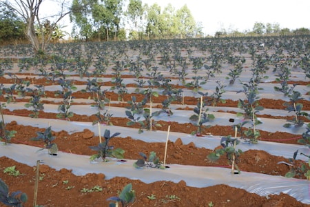 A neatly arranged agricultural field features rows of young plants growing in red-brown soil. The plants are spaced evenly with plastic mulch covering the rows to retain moisture and prevent weed growth. Tall trees and sparse vegetation are visible in the background under a clear sky.