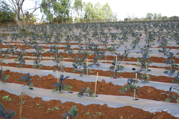 A neatly arranged agricultural field features rows of young plants growing in red-brown soil. The plants are spaced evenly with plastic mulch covering the rows to retain moisture and prevent weed growth. Tall trees and sparse vegetation are visible in the background under a clear sky.