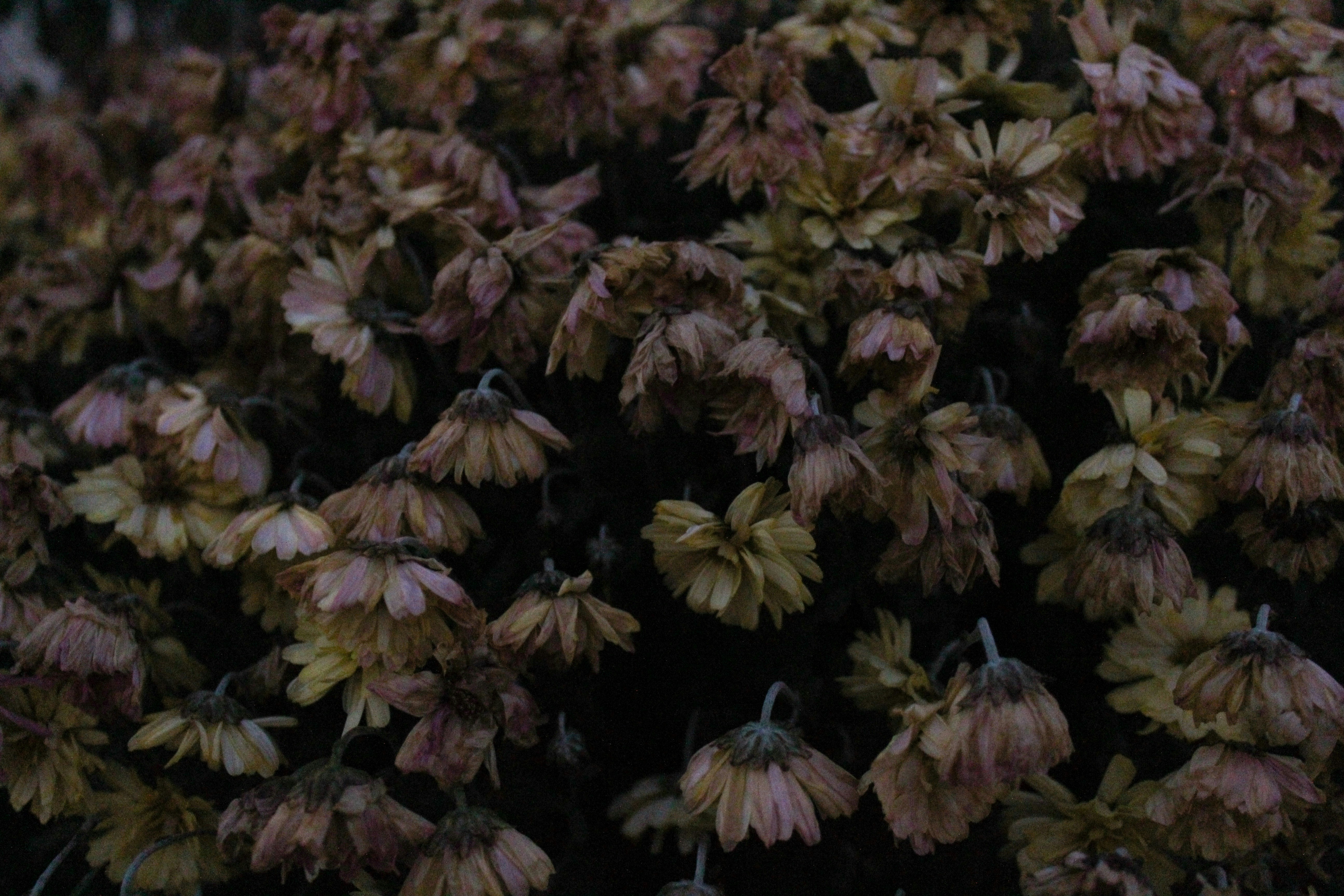 꽃이 시드는 꿈과 그 해석에 대한 여러 가지 이야기