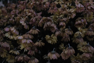 A wilted flower representing the impact of neglect.