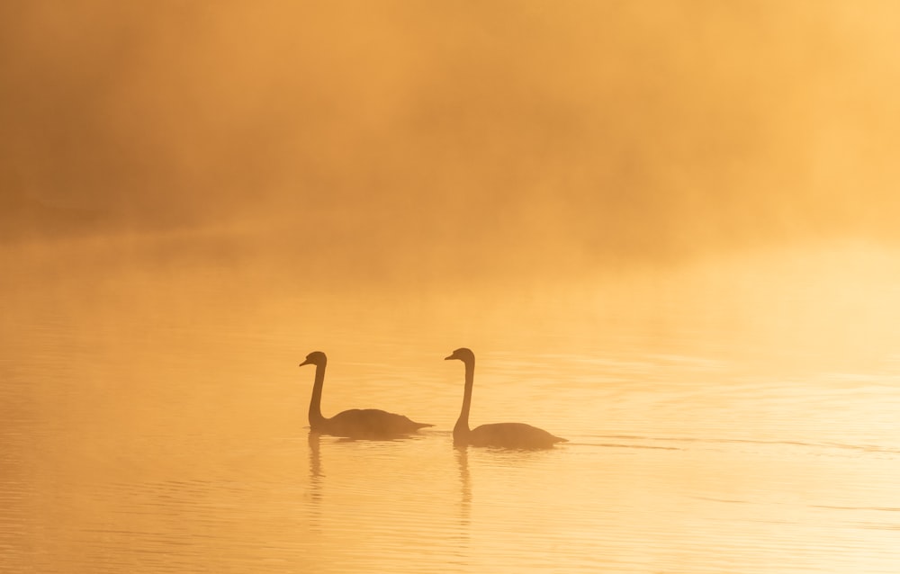 two black ducks on body of water