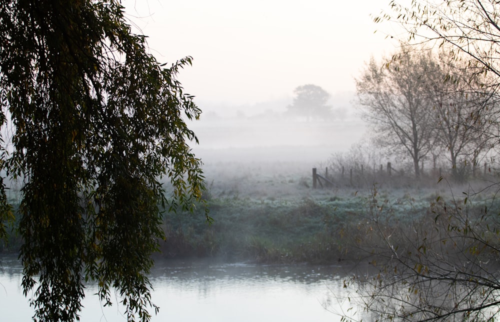 plants and trees facing body of water