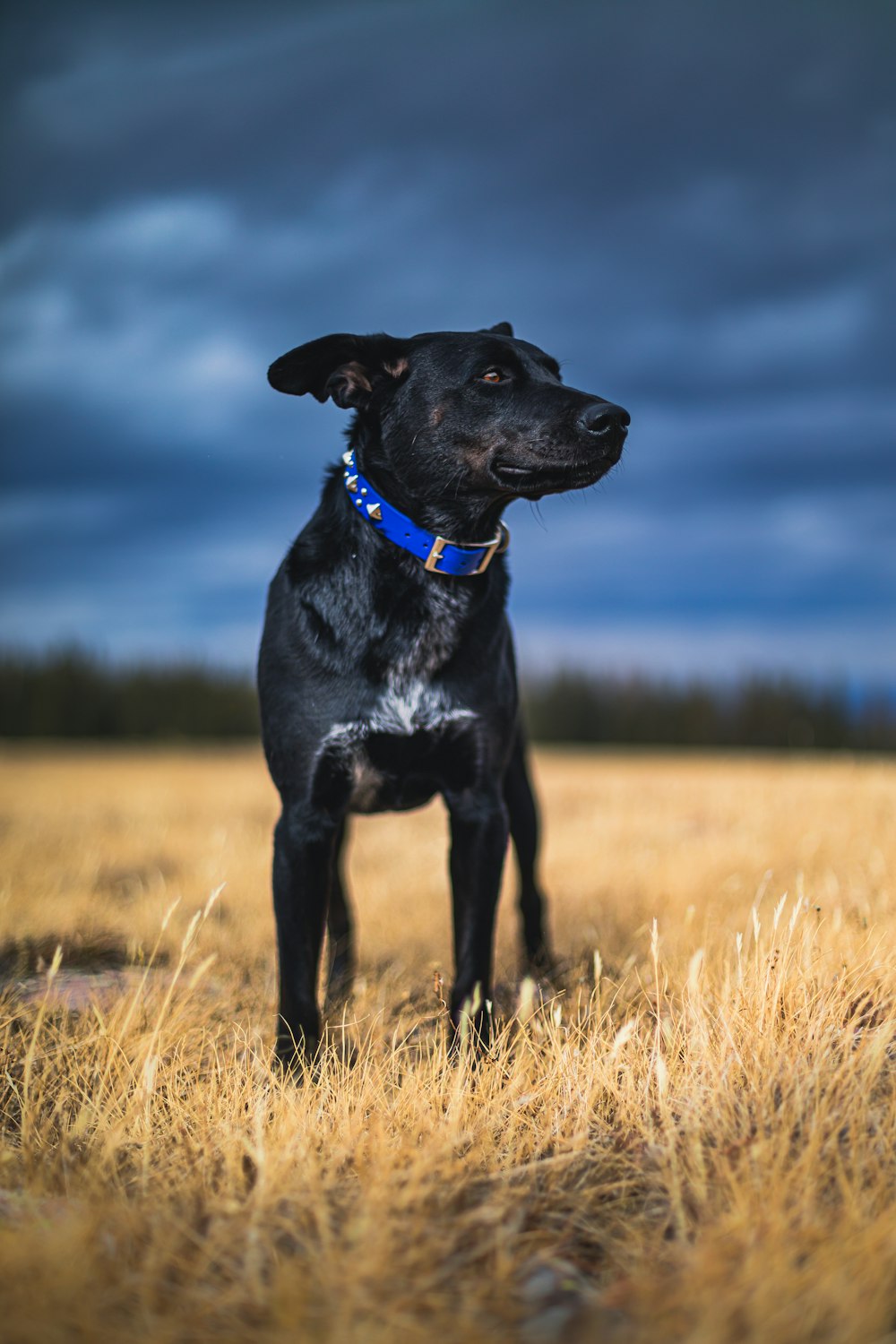 standing dog on field