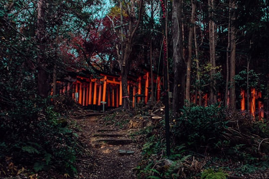 torii gates between trees in Fushimi Japan