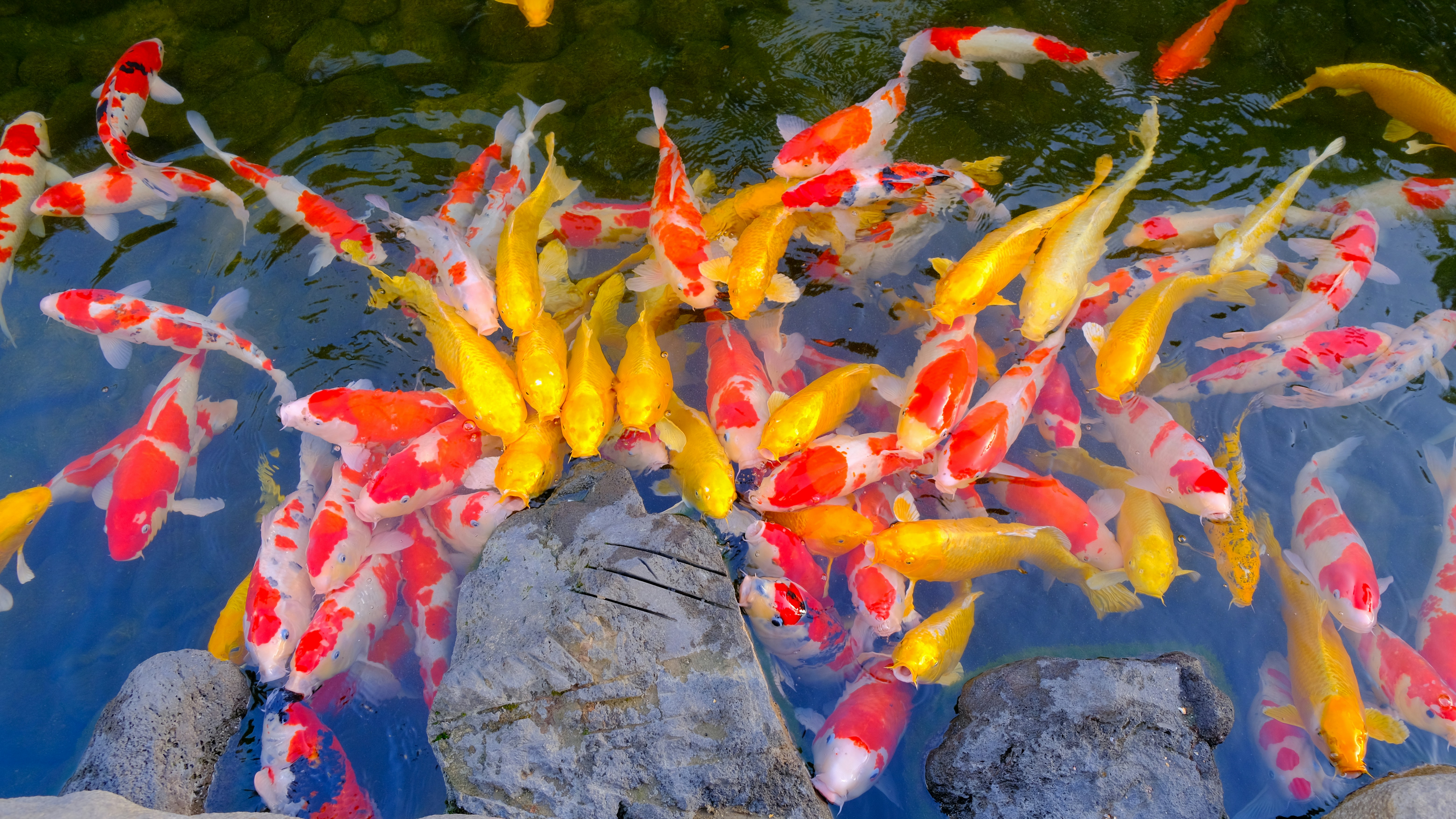 Multiple Goldfish in a koi pond