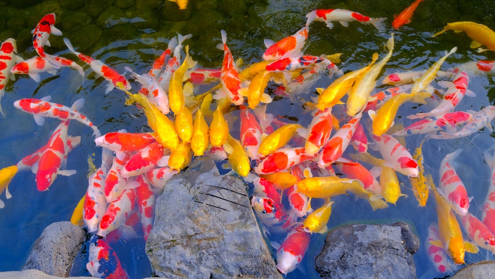 gold and red koi fishes