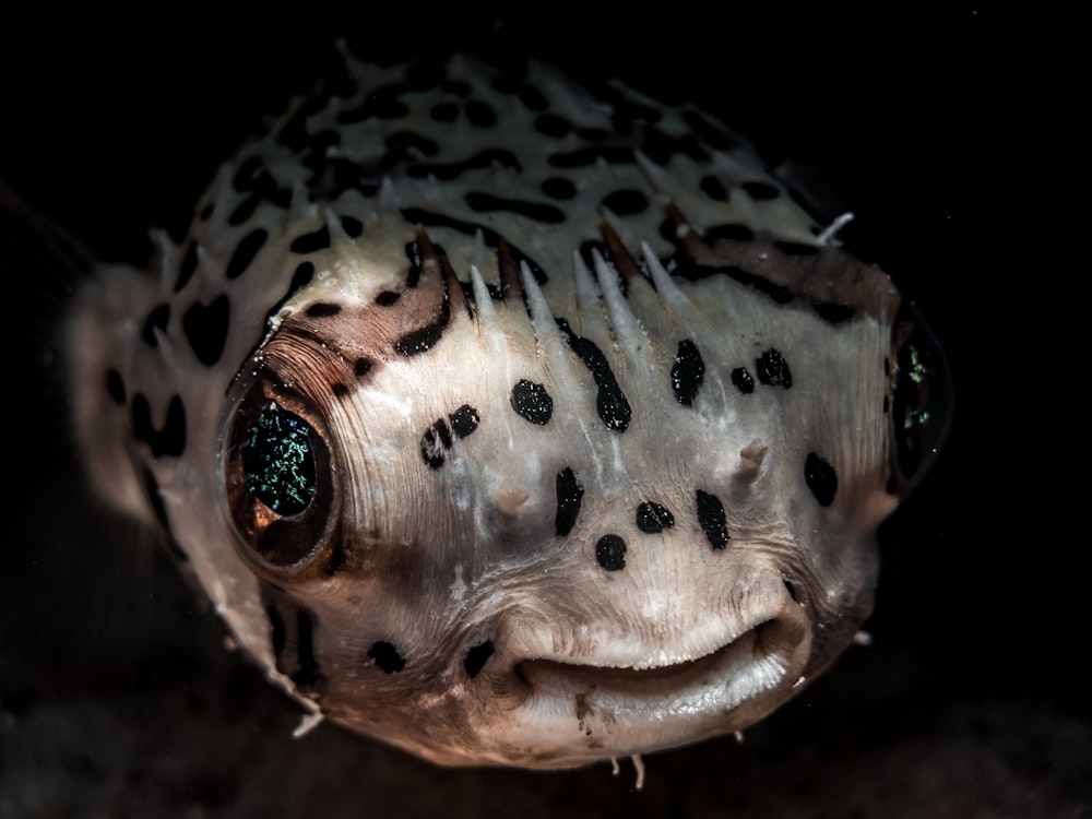 macro photography of white and brown spotted fish