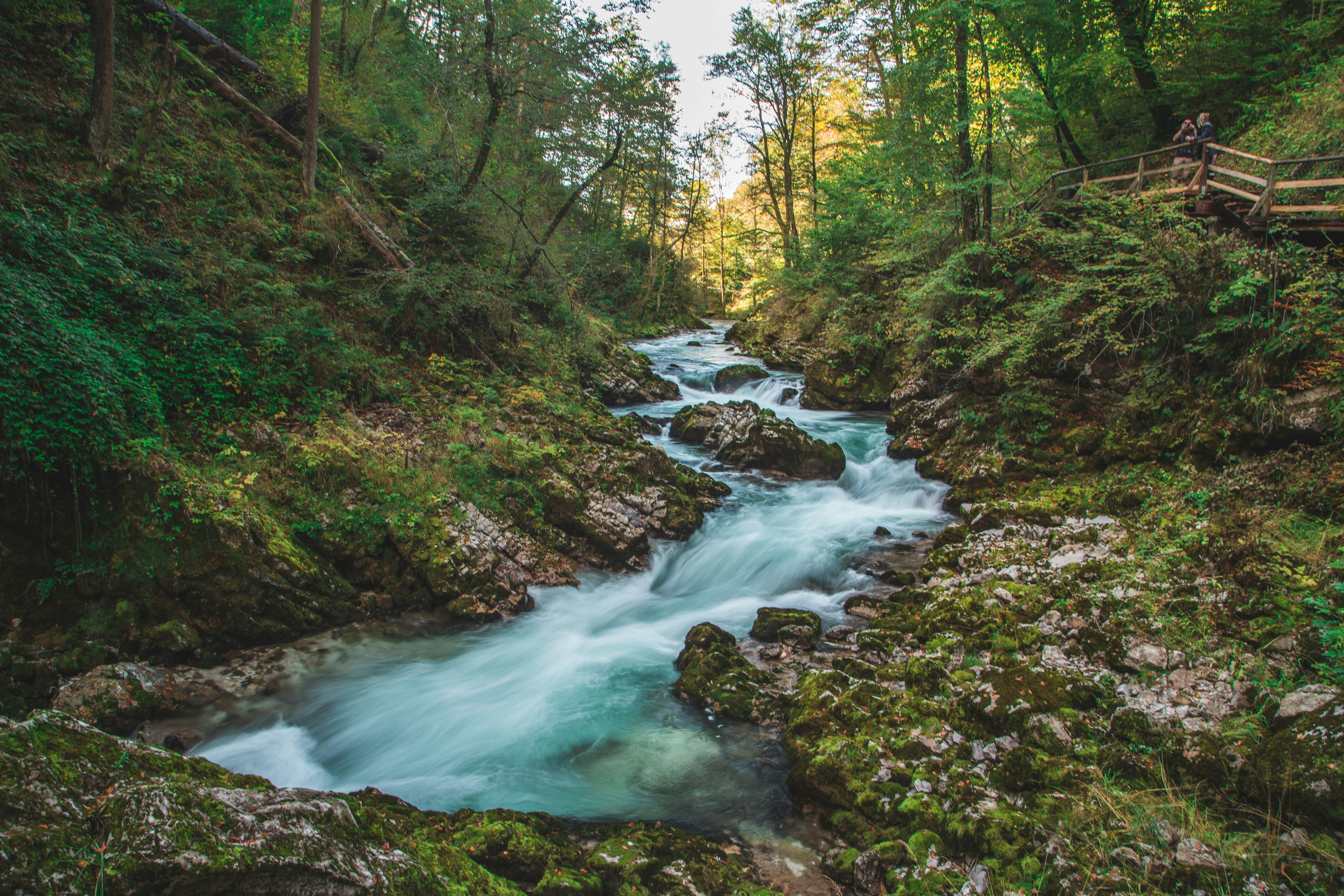 steam between green trees