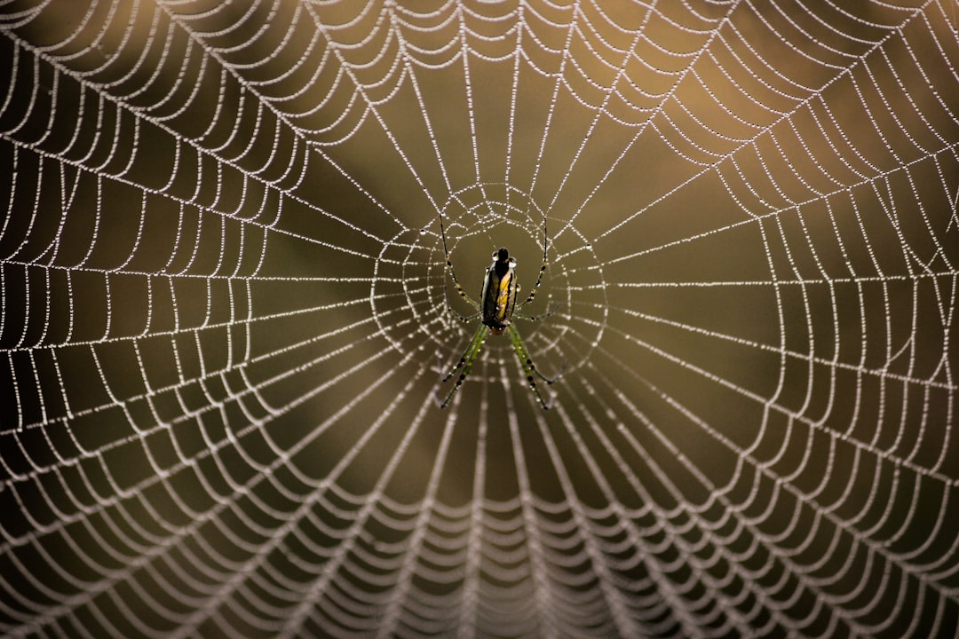 selective focus photography of spider on web