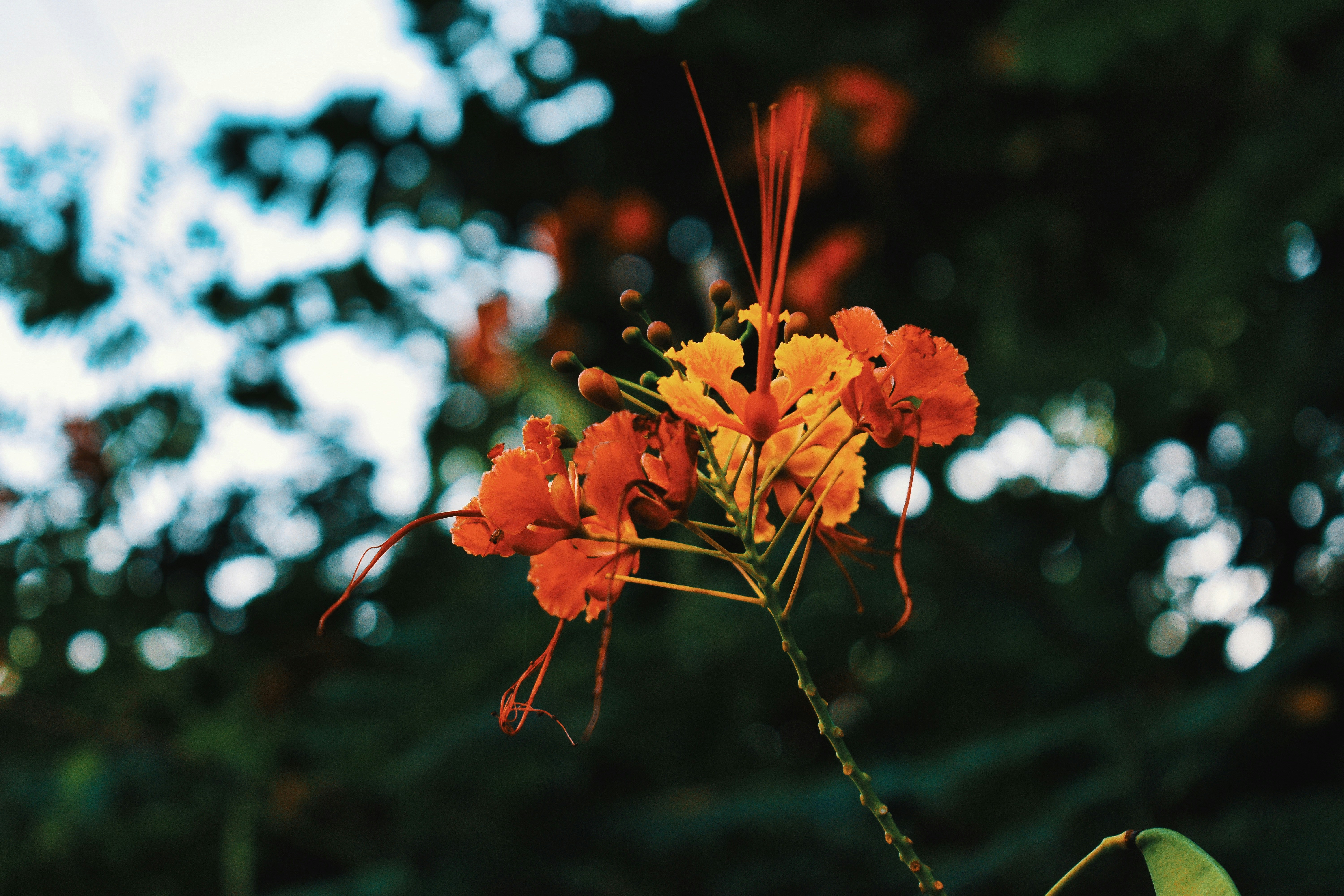 Photo by amitasaurus