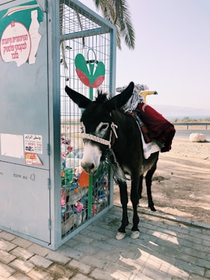 A donkey stands next to a recycling bin filled with plastic bottles under a palm tree. The donkey is wearing a decorative harness and saddle. The bin has signs with text in a different language.