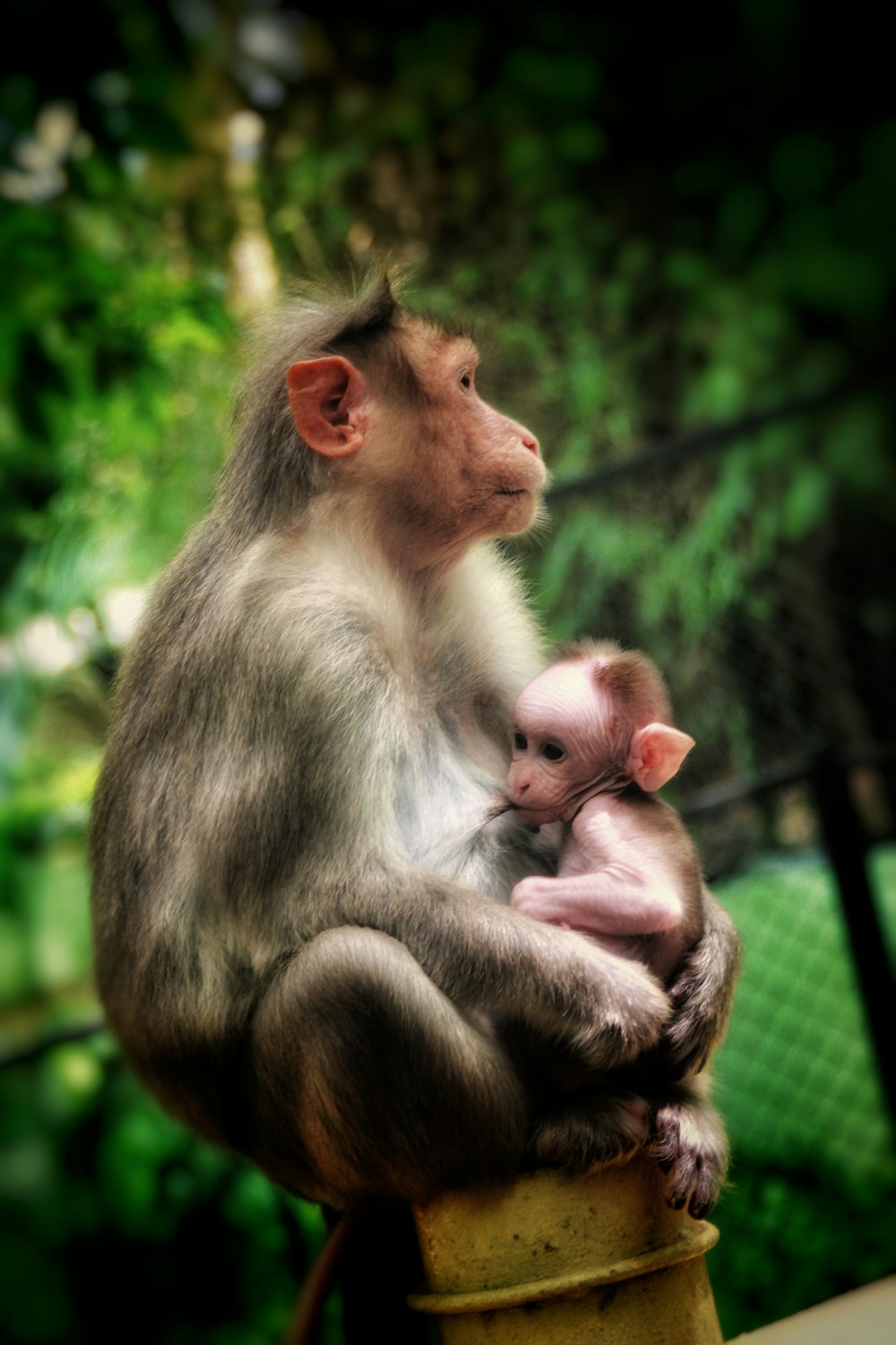 monkey feeding its young