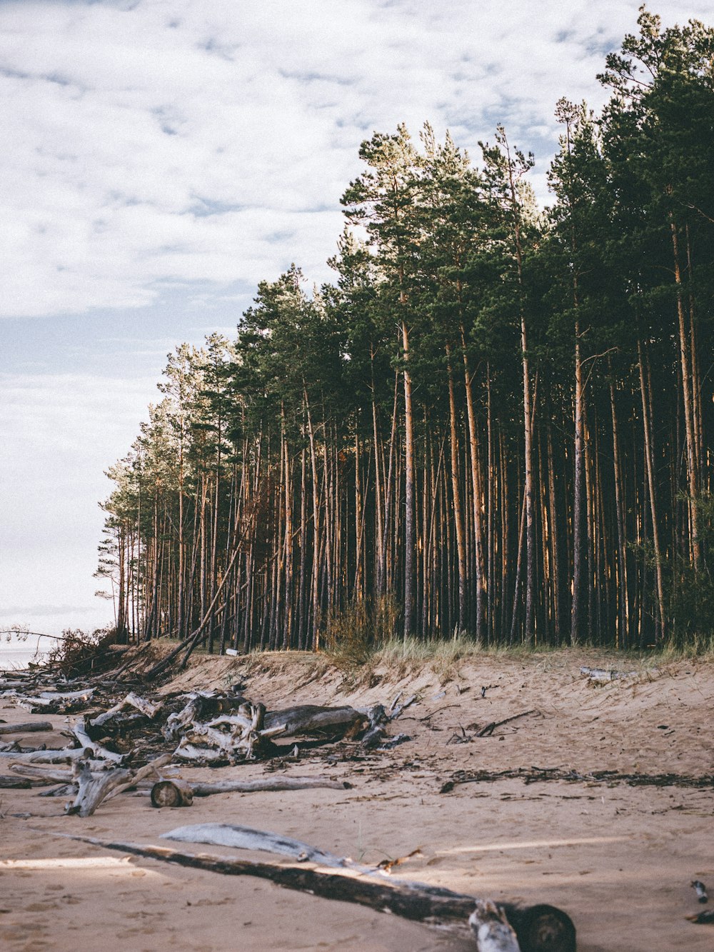 a group of trees that are standing in the sand