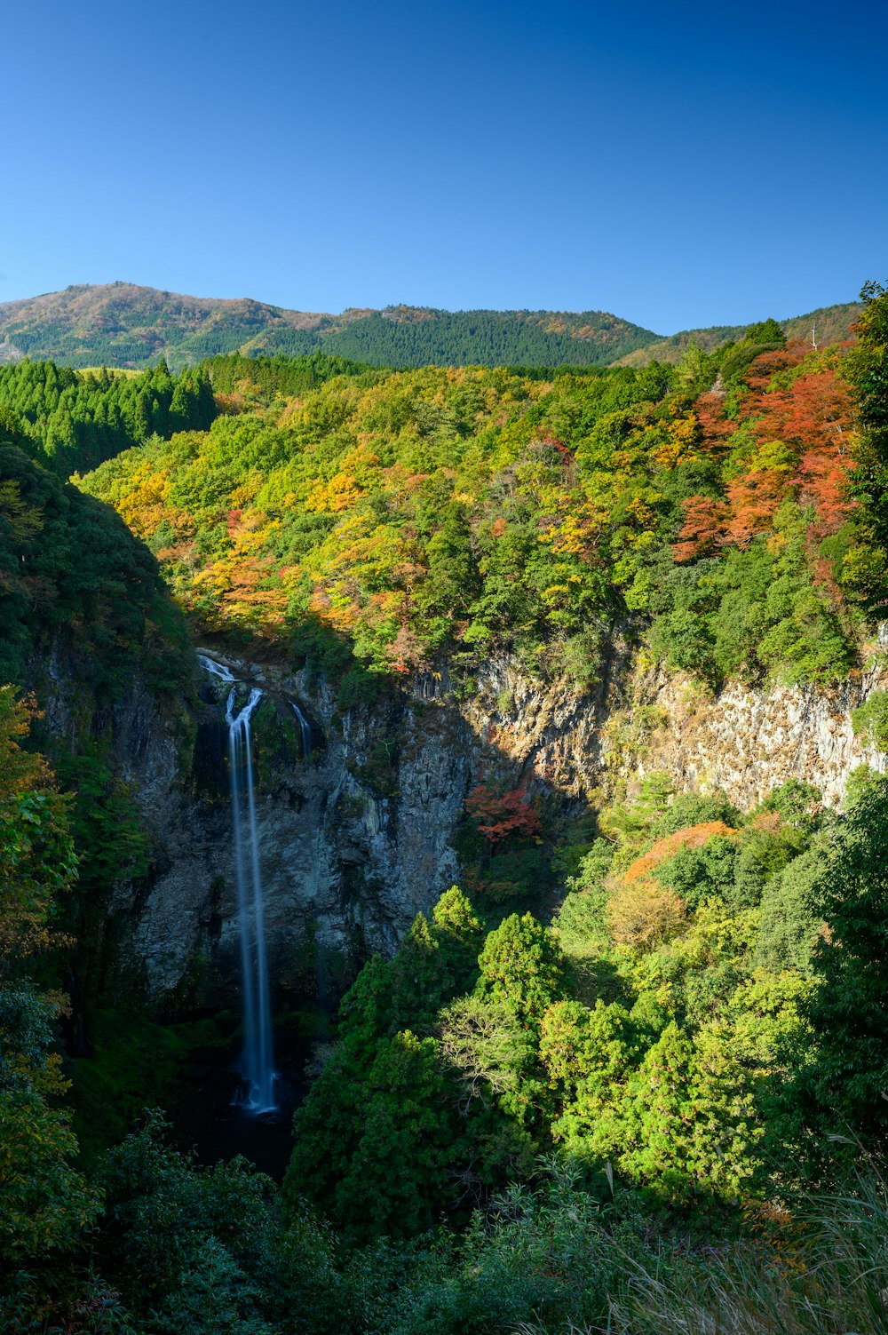 waterfalls surrounded by trees