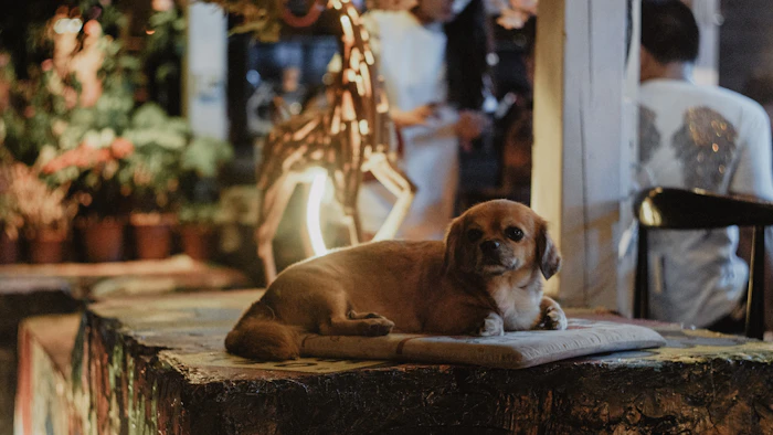 Best Pet-Friendly Cafes in Guwahati Where Your Dog Is as Welcome as You