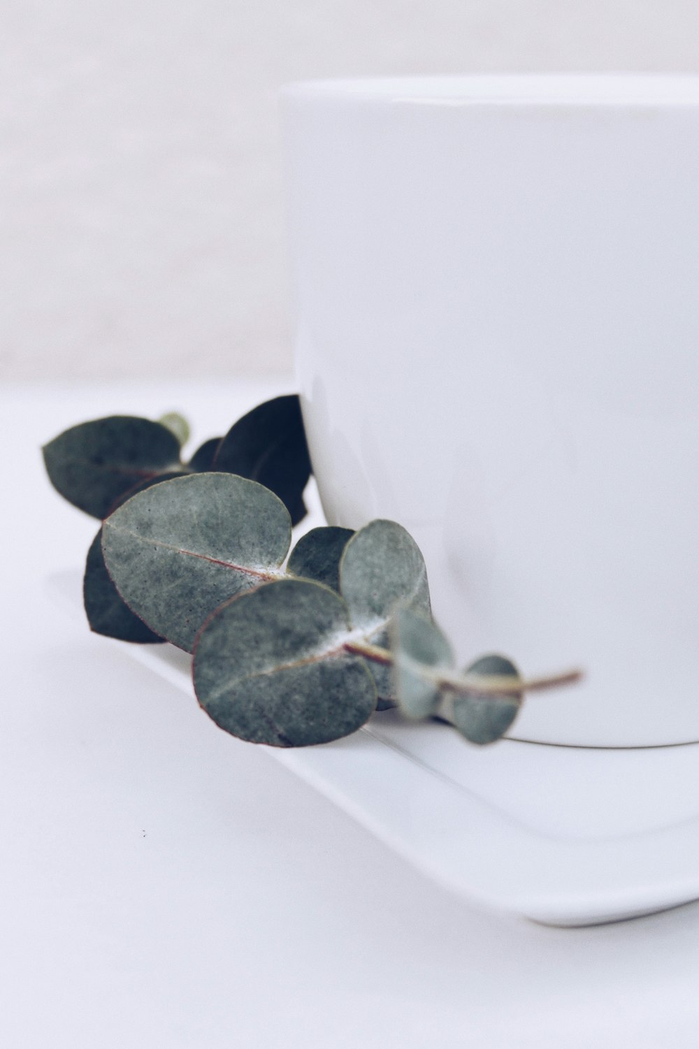 green leaf cluster and container on white surface