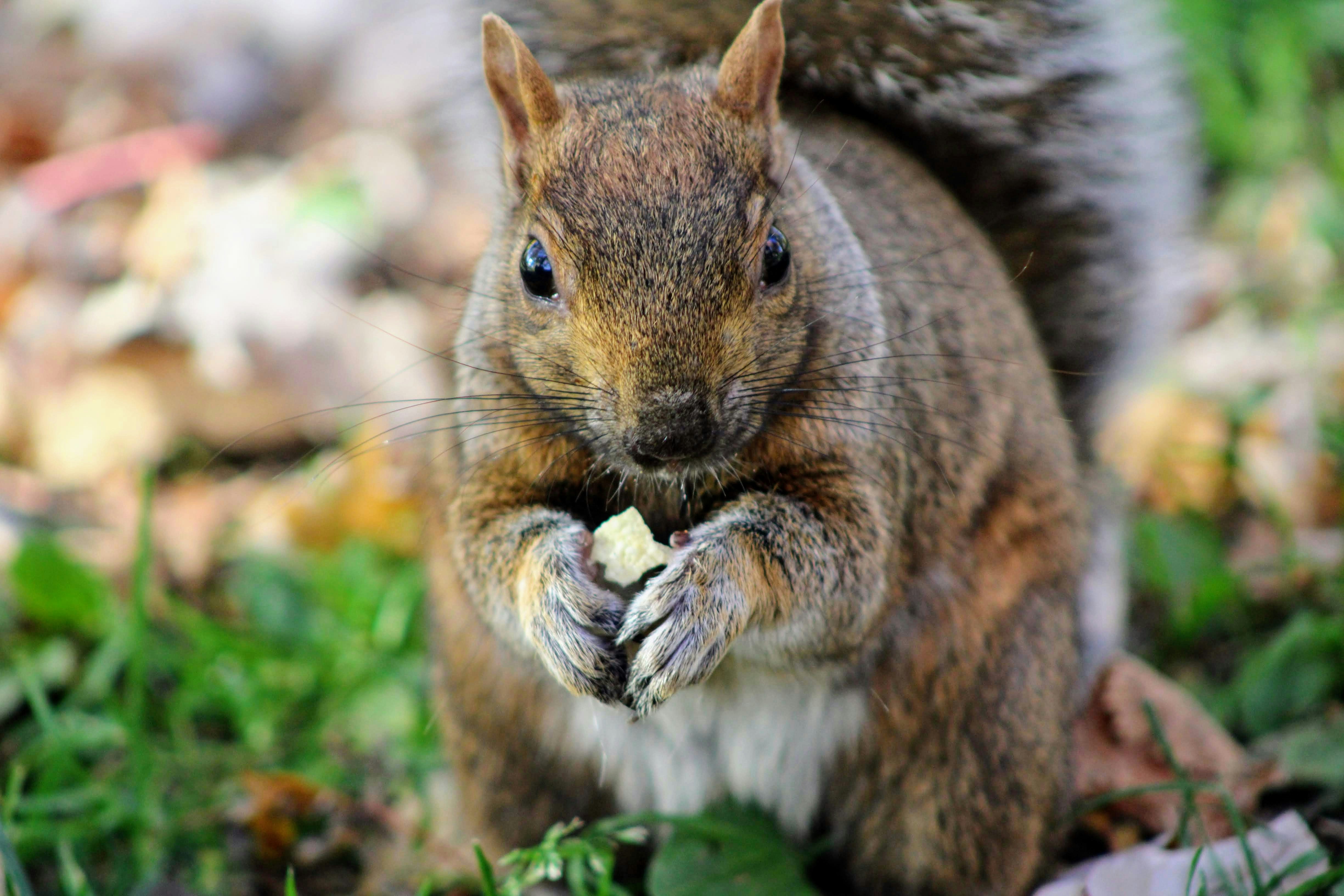 selective focus photography of gray squirrel during daytime
