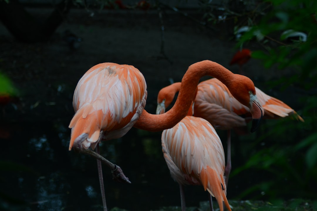 three orange flamingos