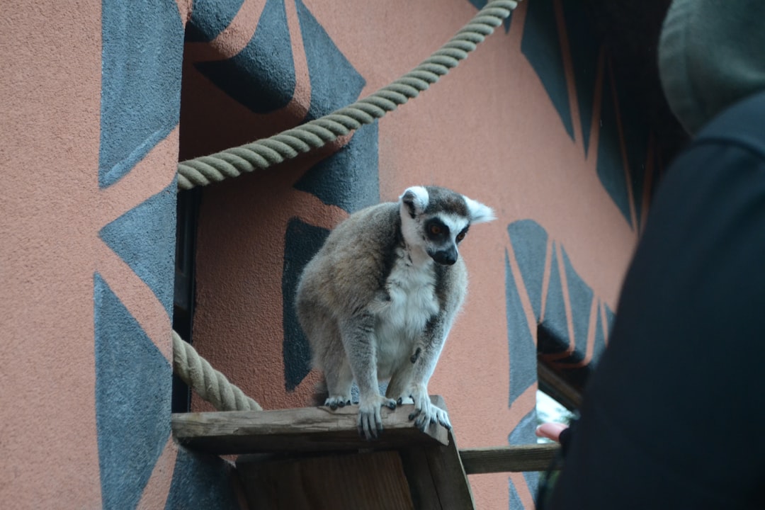 lemur on brown surface near rope