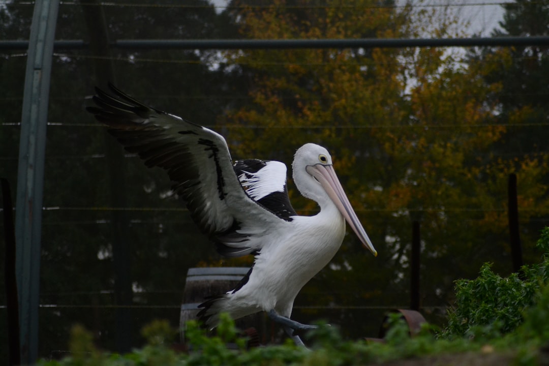 white pelican near plants