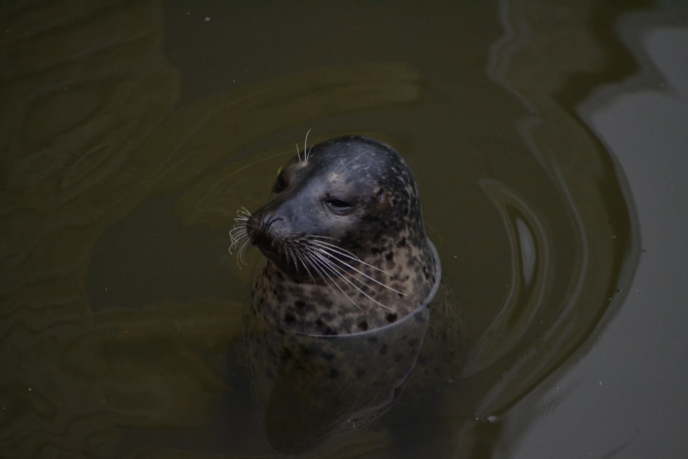 black animal in body of water