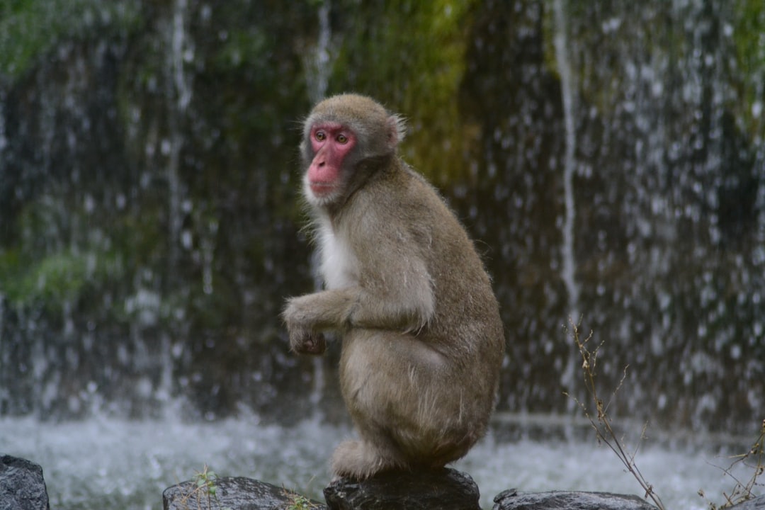 selective focus photography of gray monkey during daytime