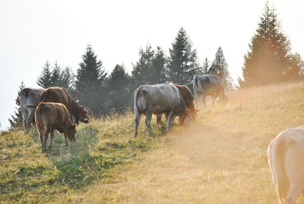 herd of cattle near trees during daytime