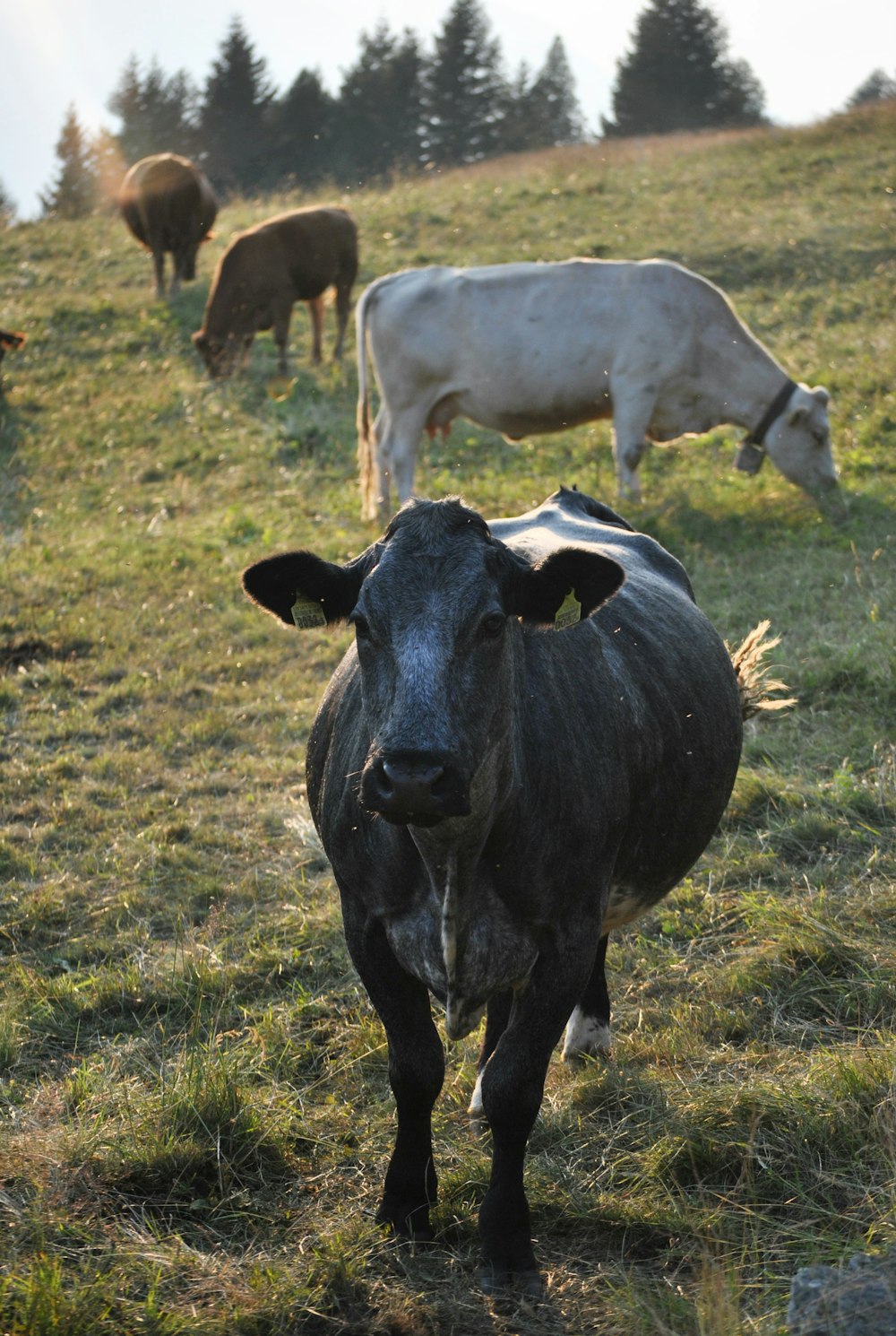 cows on hill