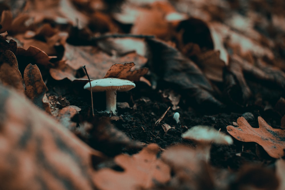 small white mushrooms