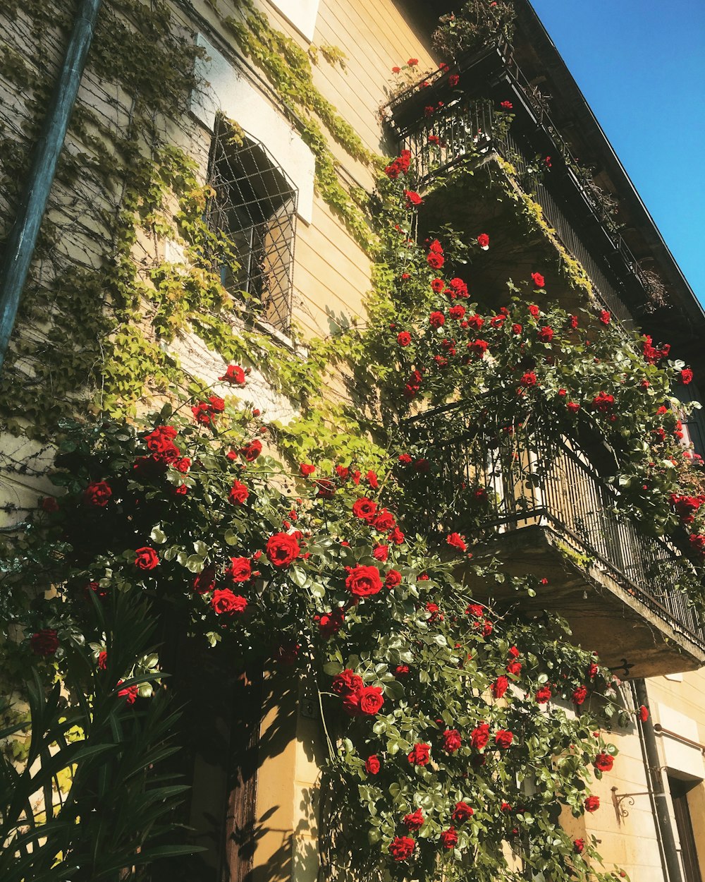 red-petaled flowers