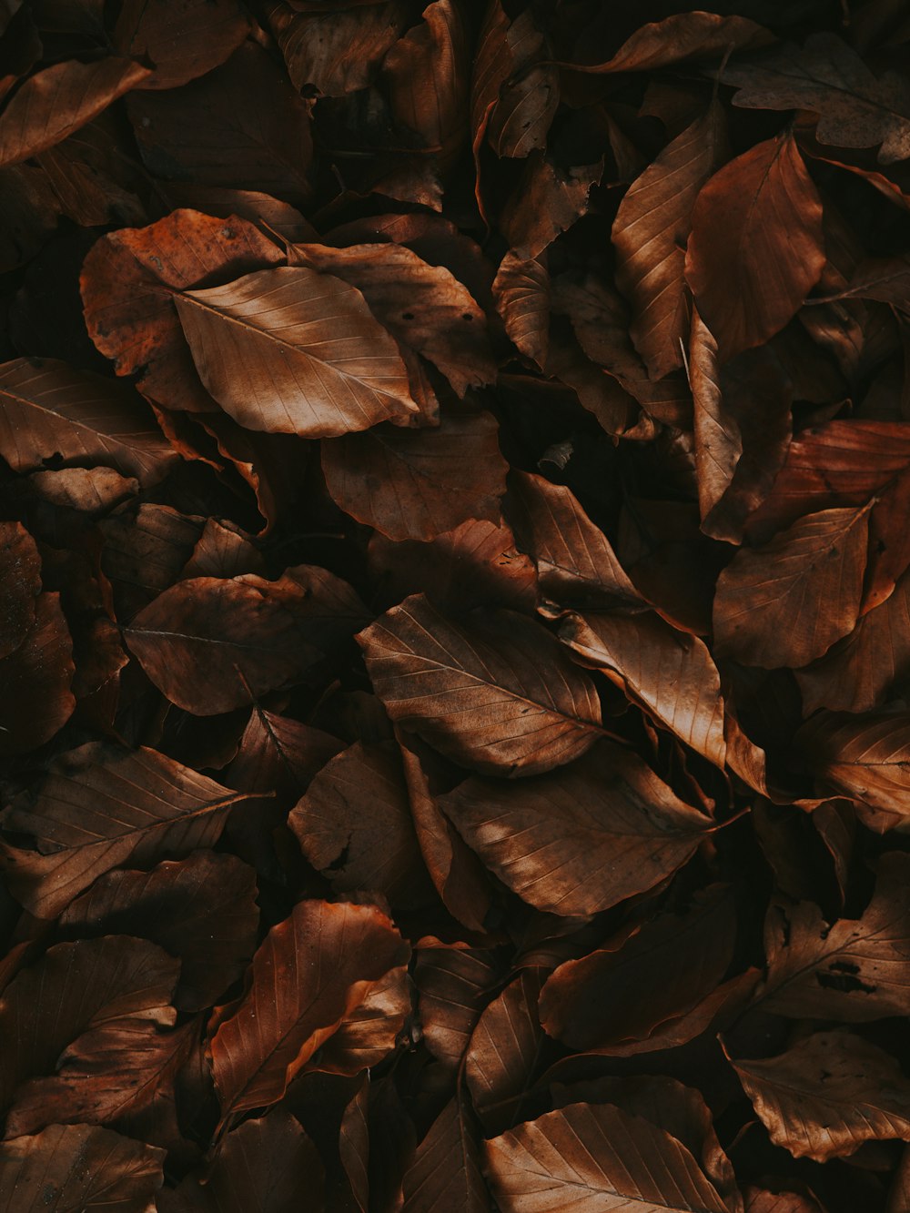 brown leaves