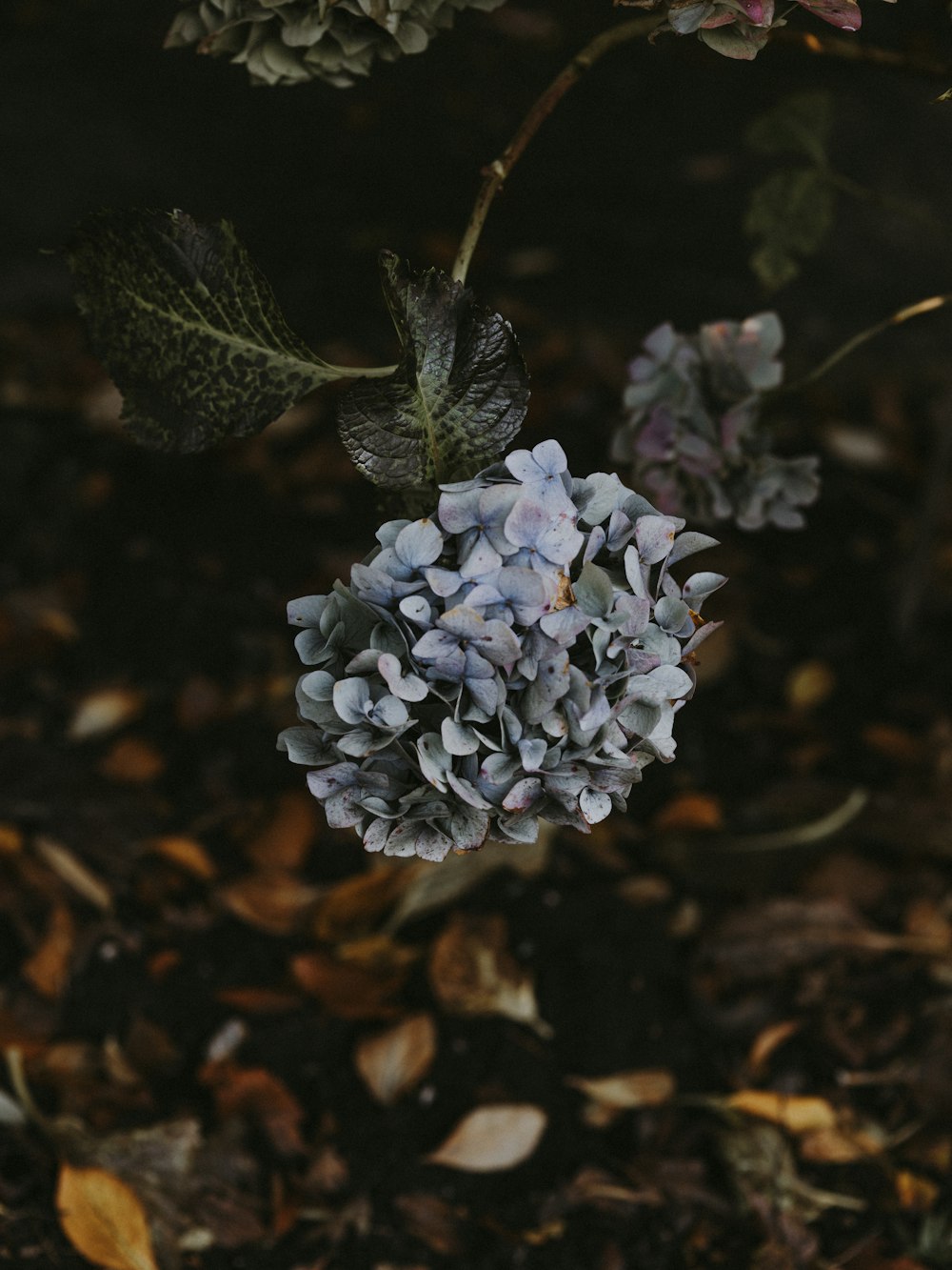 white-petaled flowers