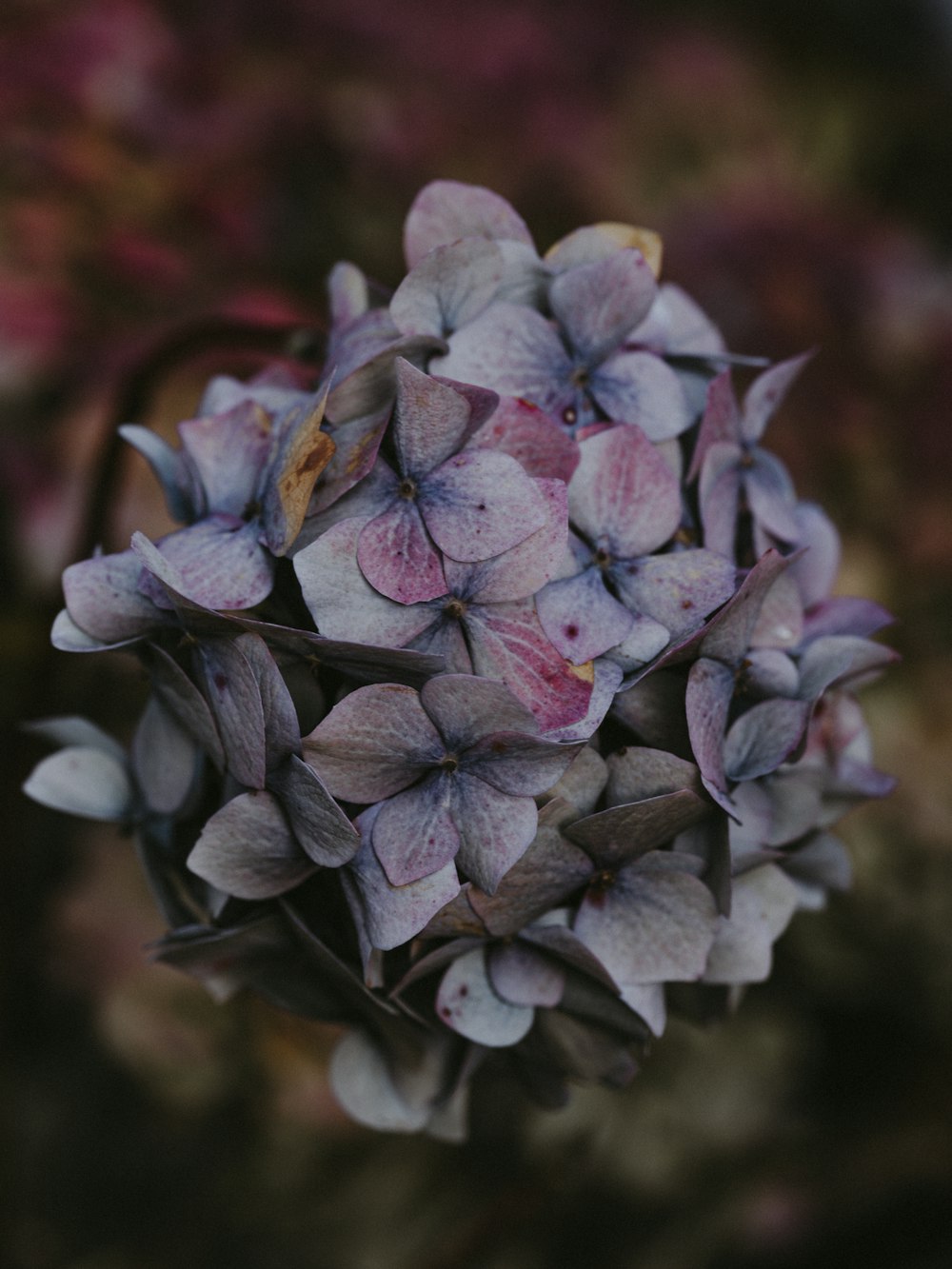 white-petaled flowers