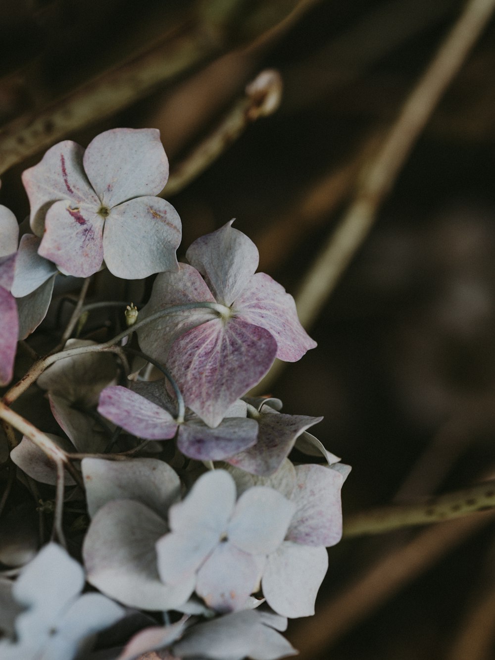 white and pink flowers