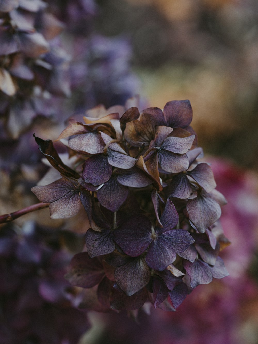 purple tree