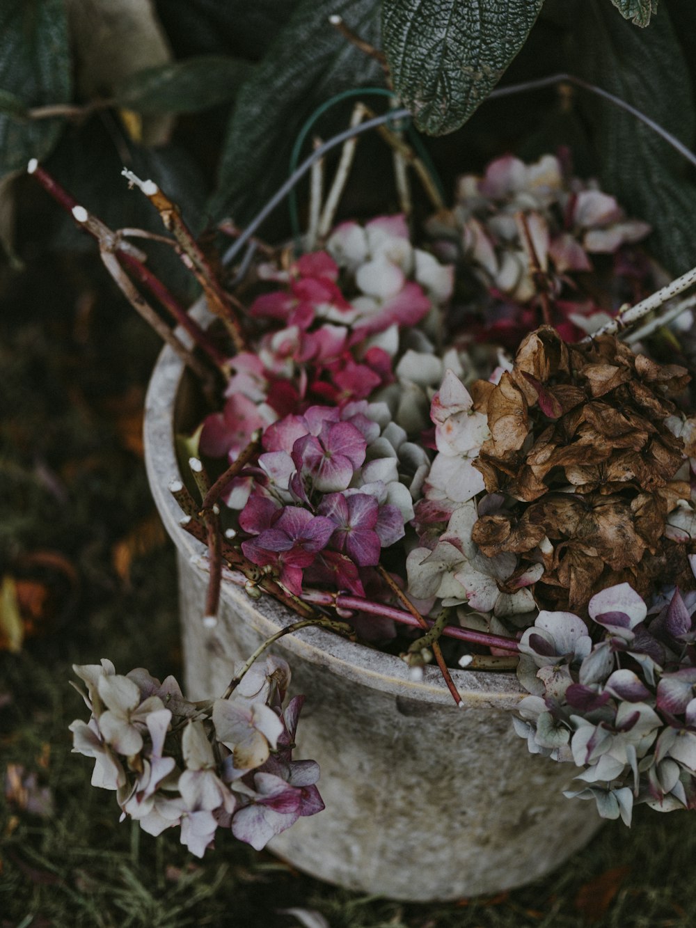 pink and white petaled flowers in pot