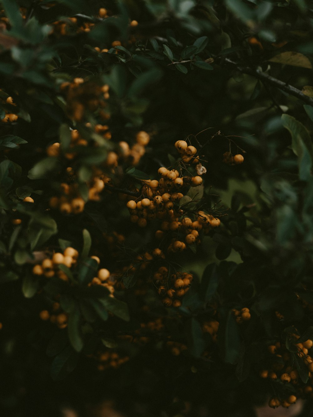 a bunch of yellow berries hanging from a tree