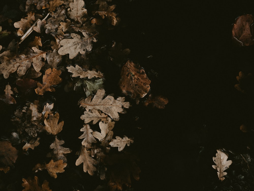 a bunch of leaves that are on the ground