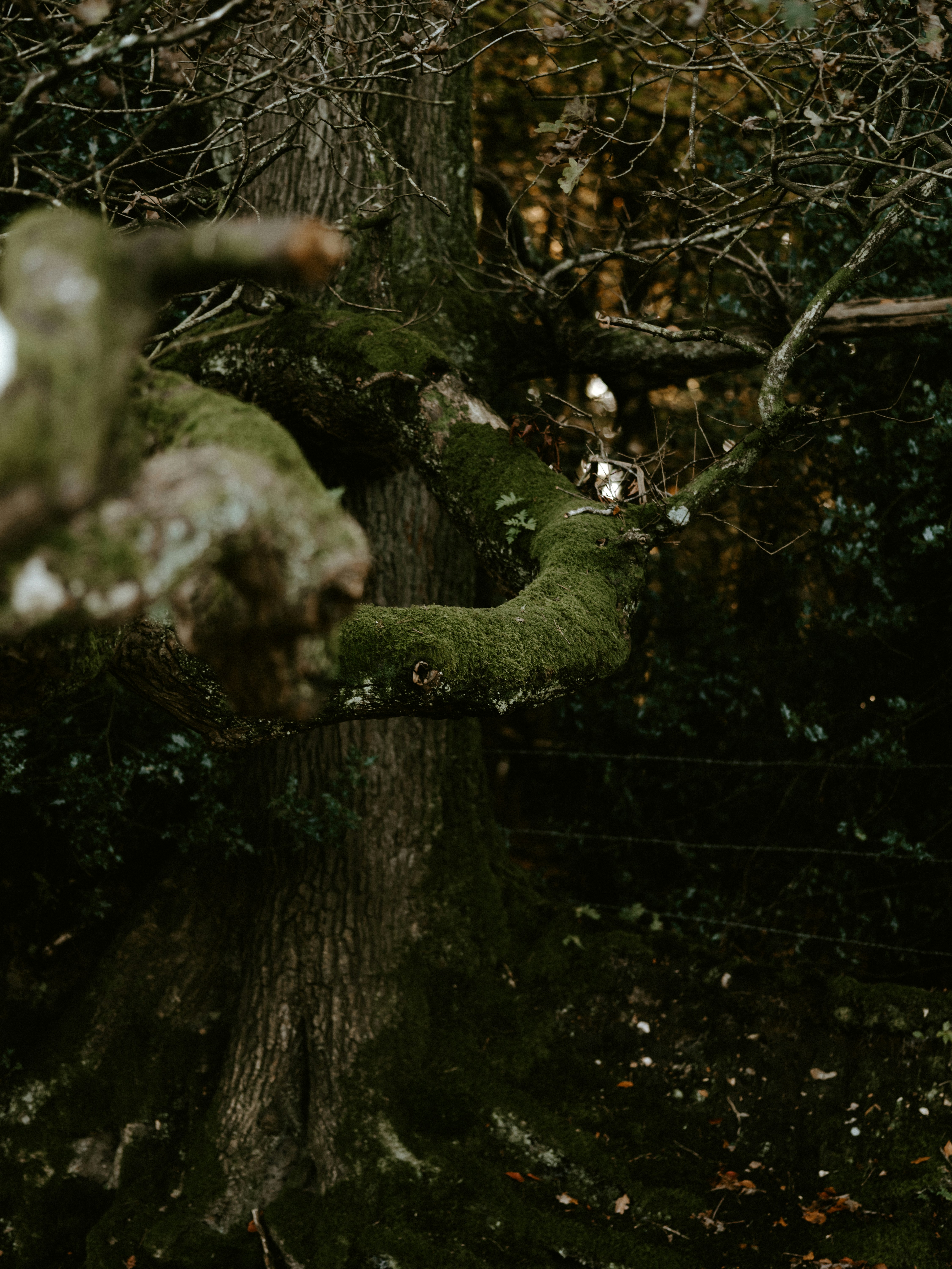 Photo by anniespratt